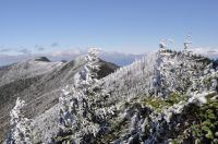 Rime ice on the summit ridge of Mt. Mitchell.