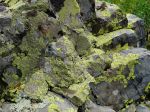 You don't see Lichen like this back home