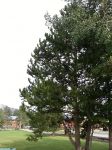 Dallia is way up somewhere in that tree - really.