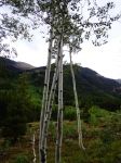 Aspens everywhere
