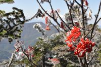 flora and fauna on Mt. Mitchell
